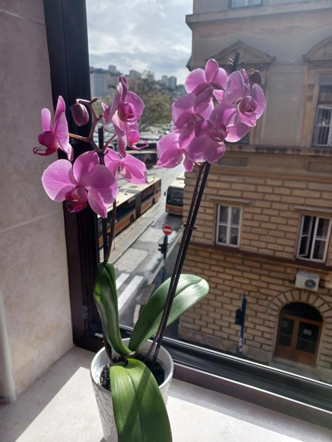 Apartman Vesna Lägenhet Rijeka Exteriör bild